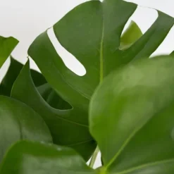 Fingerphilodendron - Sæt med 2 - Monstera deliciosa - Højde 70-80cm - ⌀21cm