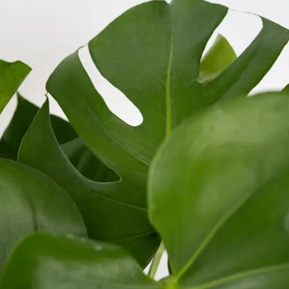 Fingerphilodendron - Sæt med 2 - Monstera deliciosa - Højde 70-80cm - ⌀21cm