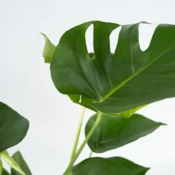 Fingerphilodendron - Sæt med 2 - Monstera deliciosa - Højde 70-80cm - ⌀21cm