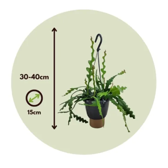 Fiskebenskaktus - Sæt med 2 - Epiphyllum 'Anguliger' - Højde 30-40cm - ⌀15cm