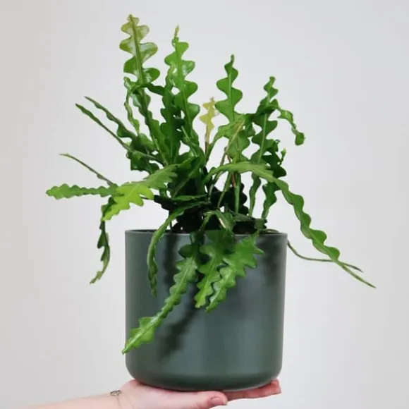 Fiskebenskaktus - Sæt med 2 - Epiphyllum 'Anguliger' - Højde 30-40cm - ⌀15cm
