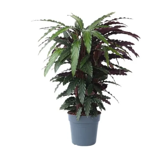Fiskebensplante - Calathea 'Wavestar' - Højde 90cm - ⌀27cm