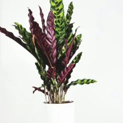 Fiskebensplante - Calathea 'Wavestar' - Højde 90cm - ⌀27cm