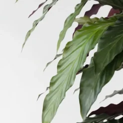 Fiskebensplante - Calathea 'Wavestar' - Højde 90cm - ⌀27cm