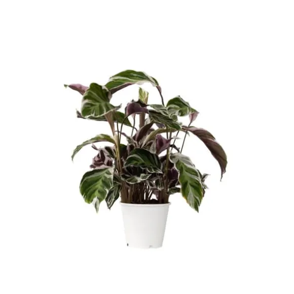 Fiskebensplante - Calathea Lietzei 'White Fusion' - Højde 30-40cm - ⌀14cm