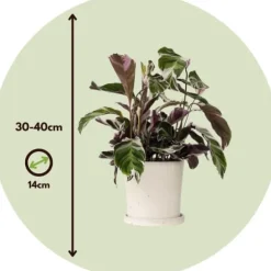 Fiskebensplante - Calathea Lietzei 'White Fusion' - Højde 30-40cm - ⌀14cm
