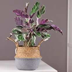 Fiskebensplante - Calathea Lietzei 'White Fusion' - Højde 30-40cm - ⌀14cm