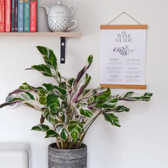 Fiskebensplante - Calathea Lietzei 'White Fusion' - Højde 30-40cm - ⌀14cm