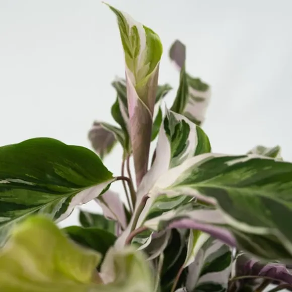 Fiskebensplante - Calathea Lietzei 'White Fusion' - Højde 30-40cm - ⌀14cm