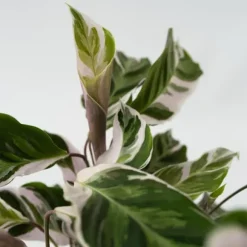 Fiskebensplante - Calathea Lietzei 'White Fusion' - Højde 30-40cm - ⌀14cm