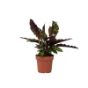 Fiskebensplante - Goeppertia insignis - Højde 30-40cm - ⌀12cm