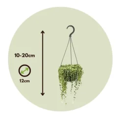 Fiskekroge - Senecio rowleyanus - Højde 10-20cm - ⌀12cm