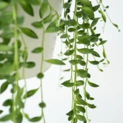 Fiskekroge - Sæt med 2 - Senecio rowleyanus - Højde 10-20cm - ⌀12cm