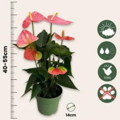 Flamingoblomst - Anthurium 'Colorado Pink' - Højde 40-55cm - ø14cm