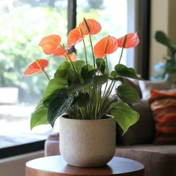 Flamingoblomst - Anthurium 'Madural Orange' - Højde 40-55cm - ø14cm