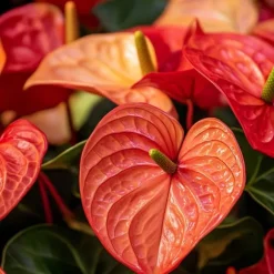 Flamingoblomst - Anthurium 'Madural Orange' - Højde 40-55cm - ø14cm