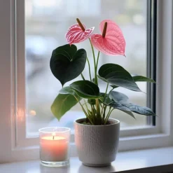 Flamingoblomst - Anthurium 'Sweet Dream' - Højde 35-45cm - ø12cm