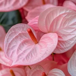 Flamingoblomst - Anthurium 'Sweet Dream' - Højde 35-45cm - ø12cm