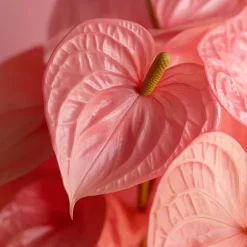 Flamingoblomst - Anthurium 'Sweet Dream' - Højde 35-45cm - ø12cm
