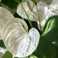 Flamingoblomst - Anthurium 'Alpine White' - Højde 40-55cm - ø14cm
