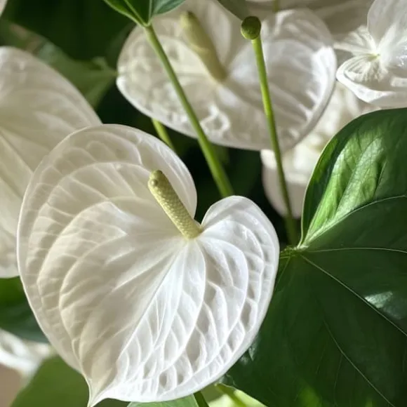 Flamingoblomst - Anthurium 'Alpine White' - Højde 40-55cm - ø14cm
