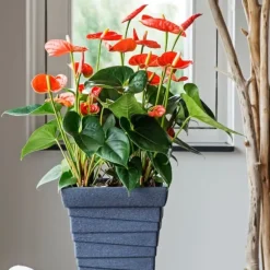 Flamingoblomst - Anthurium 'Madural Orange' - Højde 55-70cm - ø17cm
