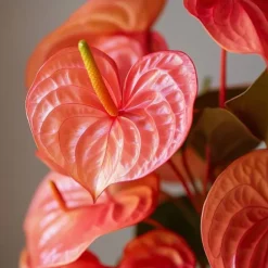 Flamingoblomst - Anthurium 'Madural Orange' - Højde 55-70cm - ø17cm