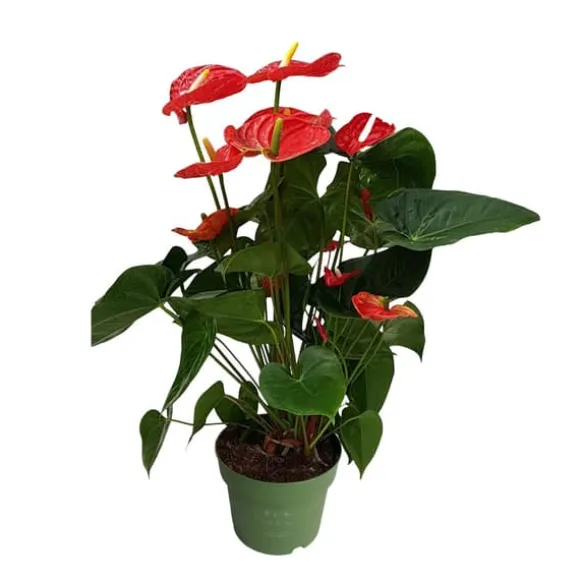 Flamingoblomst - Anthurium 'Madural Red' - Højde 55-70cm - ø17cm