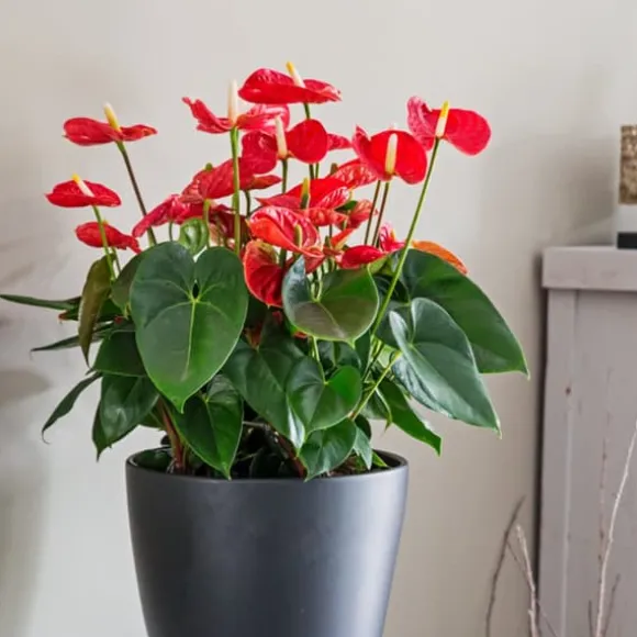 Flamingoblomst - Anthurium 'Madural Red' - Højde 55-70cm - ø17cm