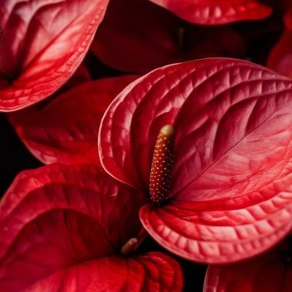 Flamingoblomst - Anthurium 'Madural Red' - Højde 55-70cm - ø17cm