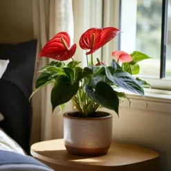 Flamingoblomst - Anthurium 'Royal Champion' - Højde 35-45cm - ø12cm