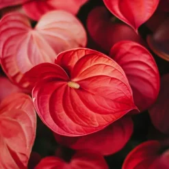 Flamingoblomst - Anthurium 'Royal Champion' - Højde 35-45cm - ø12cm