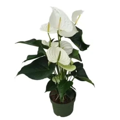 Flamingoblomst - Anthurium 'Alaska White' - Højde 55-70cm - ø17cm