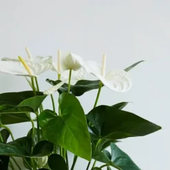 Flamingoblomst - Anthurium 'Alaska White' - Højde 55-70cm - ø17cm