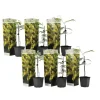 Følsom plante - Sæt med 6 - Mimosa dealbata - Højde 25-40cm - ⌀9cm