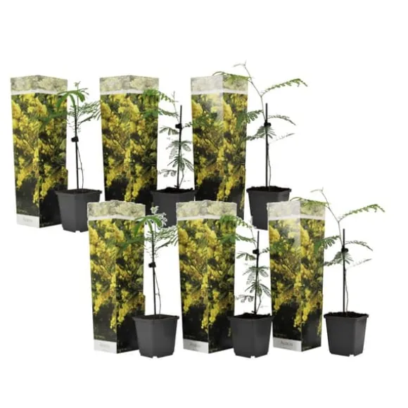 Følsom plante - Sæt med 6 - Mimosa dealbata - Højde 25-40cm - ⌀9cm