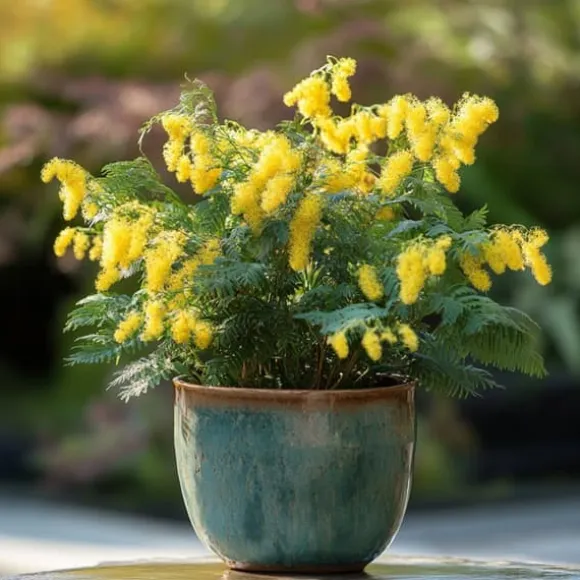 Følsom plante - Sæt med 6 - Mimosa dealbata - Højde 25-40cm - ⌀9cm