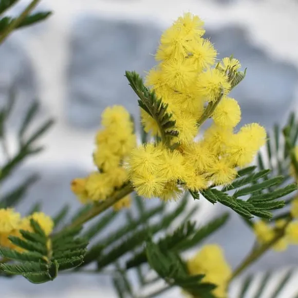 Følsom plante - Sæt med 6 - Mimosa dealbata - Højde 25-40cm - ⌀9cm
