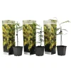 Følsom plante - Sæt med 3 - Mimosa dealbata - Højde 25-40cm - ⌀9cm