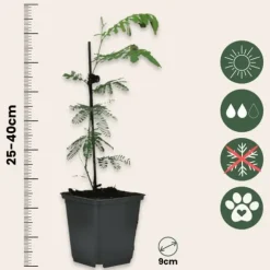 Følsom plante - Sæt med 3 - Mimosa dealbata - Højde 25-40cm - ⌀9cm