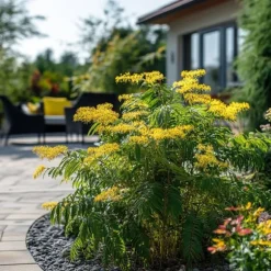 Følsom plante - Sæt med 3 - Mimosa dealbata - Højde 25-40cm - ⌀9cm