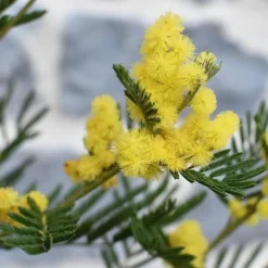 Følsom plante - Sæt med 3 - Mimosa dealbata - Højde 25-40cm - ⌀9cm