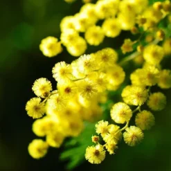 Følsom plante - Sæt med 3 - Mimosa dealbata - Højde 25-40cm - ⌀9cm