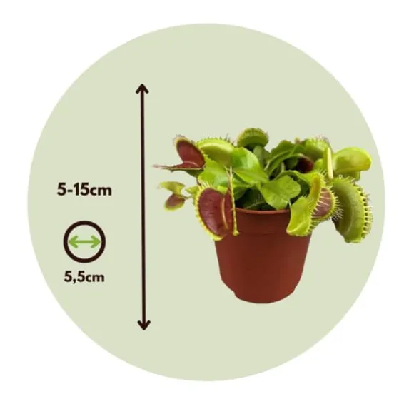 Fluefanger - Sæt med 6 - Dionaea muscipula - Højde 5-15cm - ⌀6cm