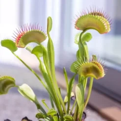 Fluefanger - Sæt med 6 - Dionaea muscipula - Højde 5-15cm - ⌀6cm