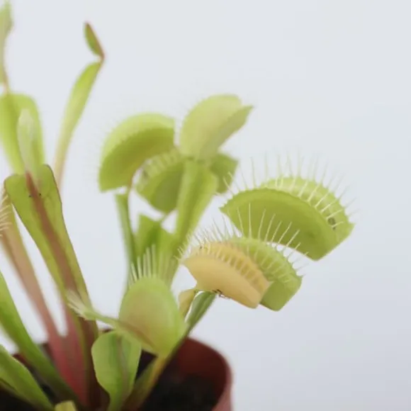 Fluefanger - Sæt med 6 - Dionaea muscipula - Højde 5-15cm - ⌀6cm