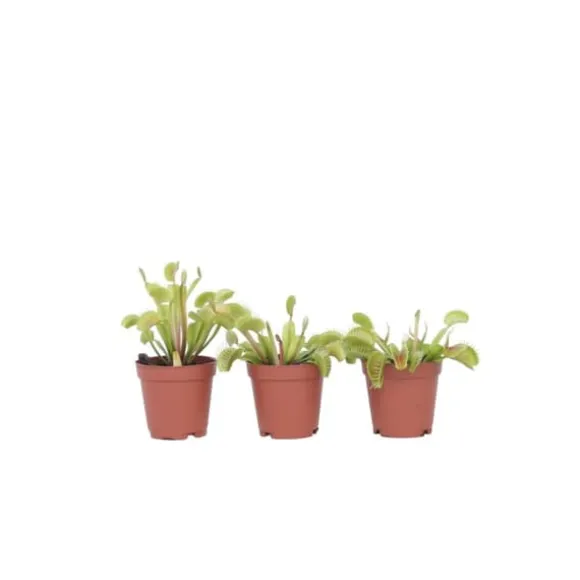 Fluefanger - Sæt med 3 - Dionaea muscipula - Højde 5-15cm - ⌀6cm