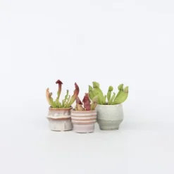Fluetrompet - Sæt med 6 - Sarracenia purpurea - Højde 10cm - ⌀6cm
