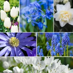 Forårsblomst pærer blå - Sæt med 125 - Blomsterløg - Blå