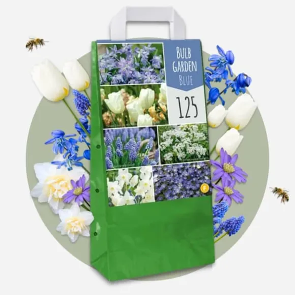 Forårsblomst pærer blå - Sæt med 125 - Blomsterløg - Blå